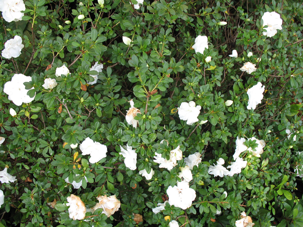 Rhododendron 'Hardy Gardenia'  / Rhododendron 'Hardy Gardenia' 