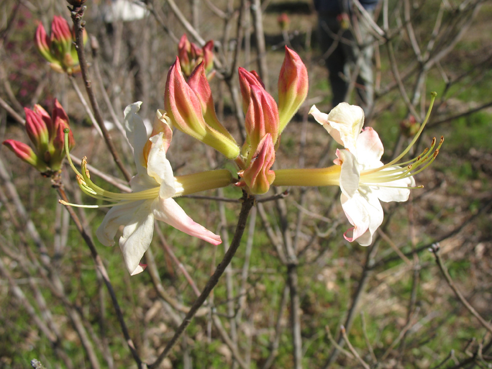 Rhododendron 'High Tide' / High Tide Azalea