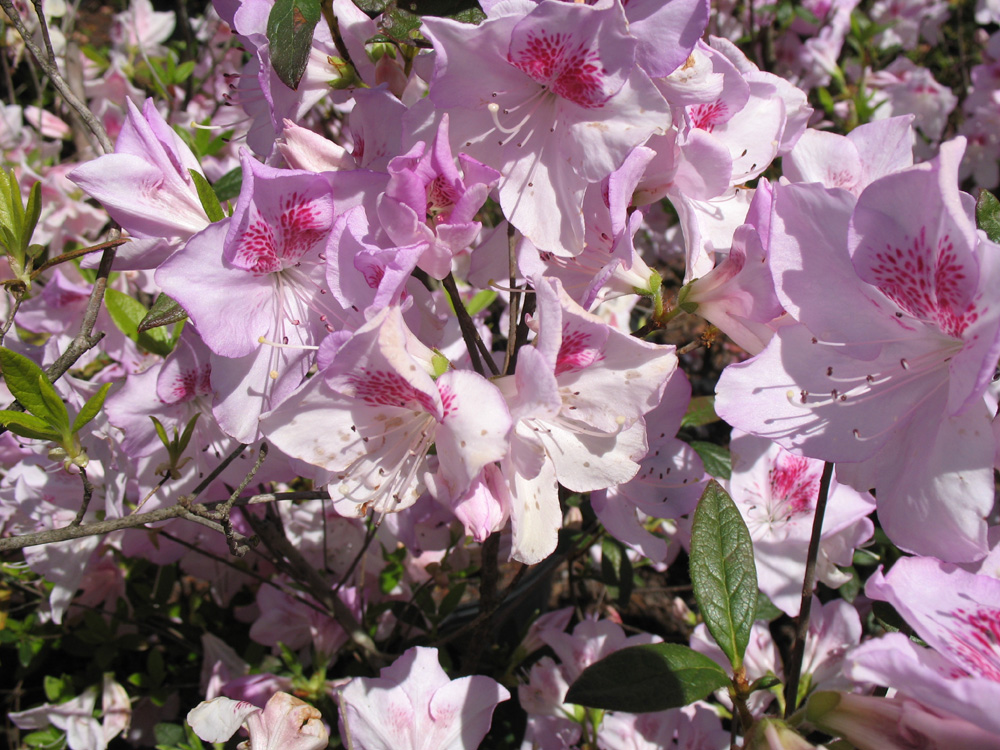 Rhododendron 'Ken Sanderson' / Rhododendron 'Ken Sanderson'