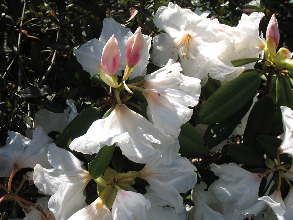 Rhododendron 'Lorrell Loomis'  / Rhododendron 'Lorrell Loomis' 