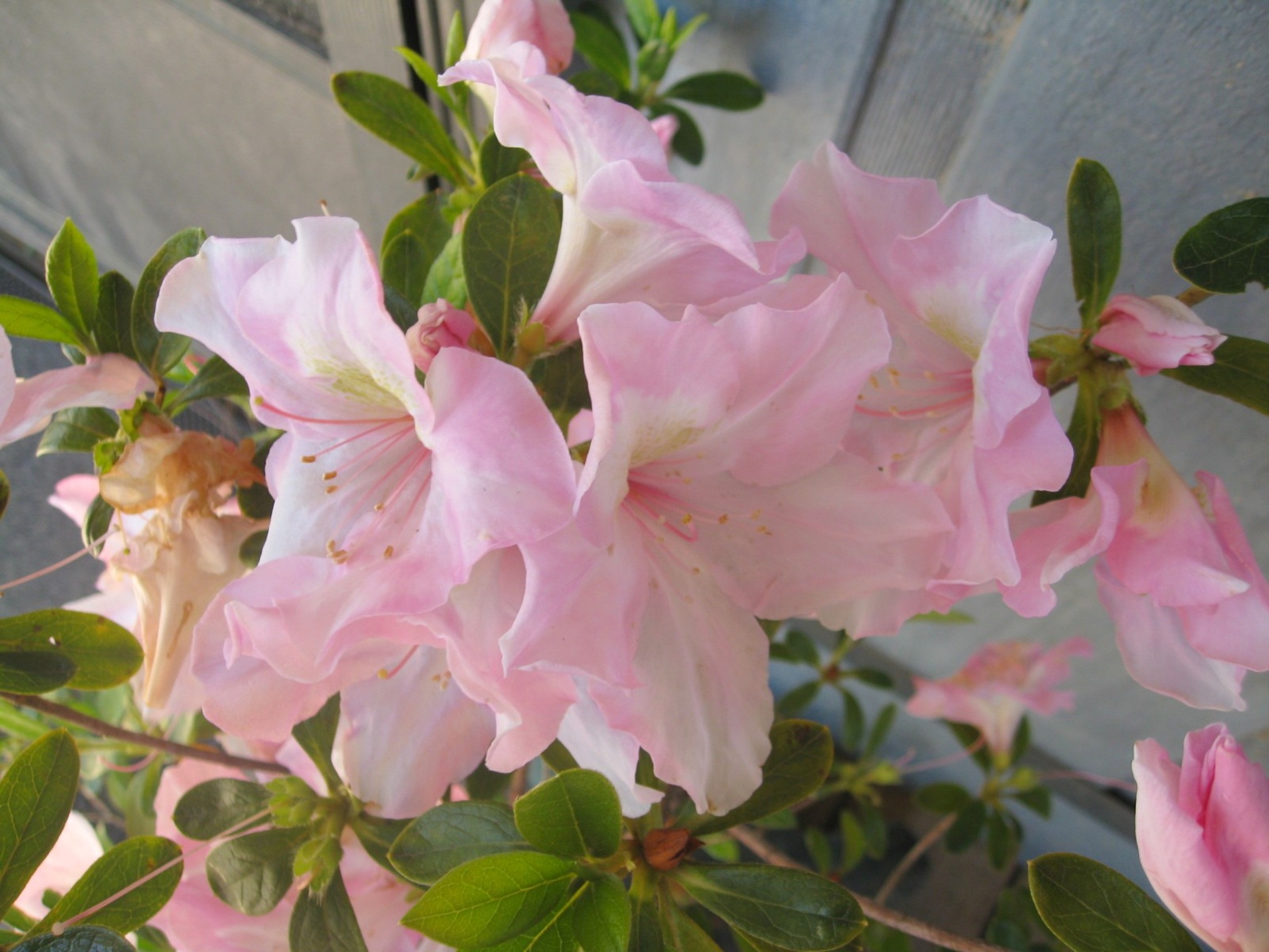 Rhododendron 'Martha Cochran' / Rhododendron 'Martha Cochran'