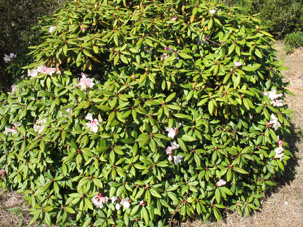 Rhododendron minus  / Piedmont Rhododendron