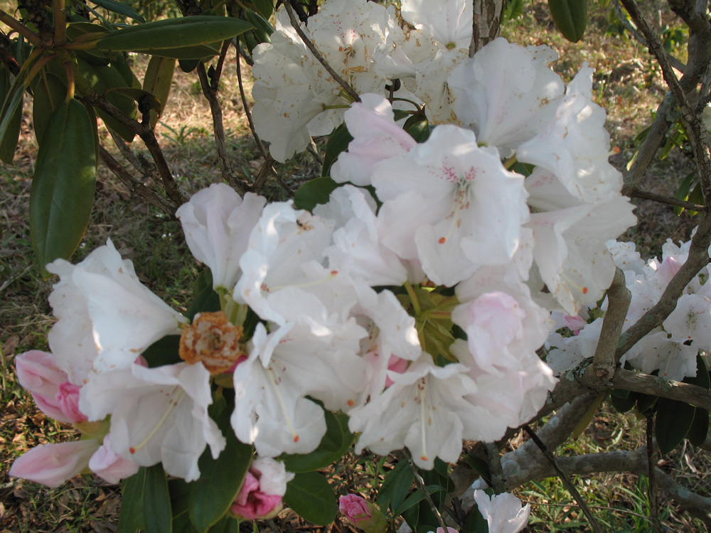 Rhododendron 'White River' / 