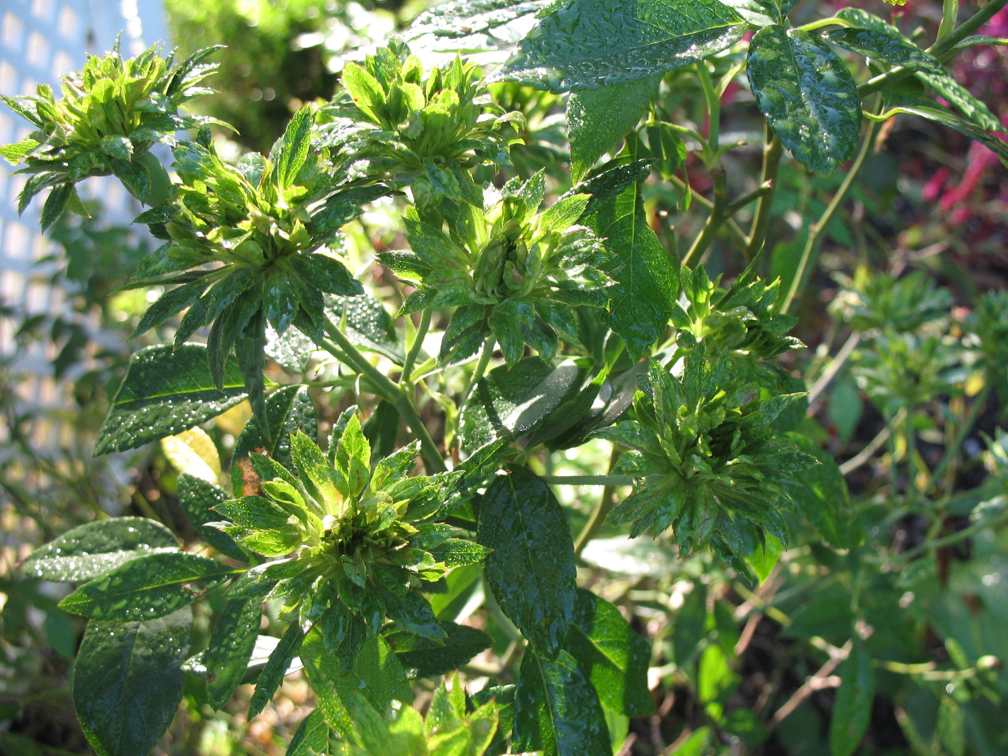 Rosa chinensis viridiflora  / Green Rose