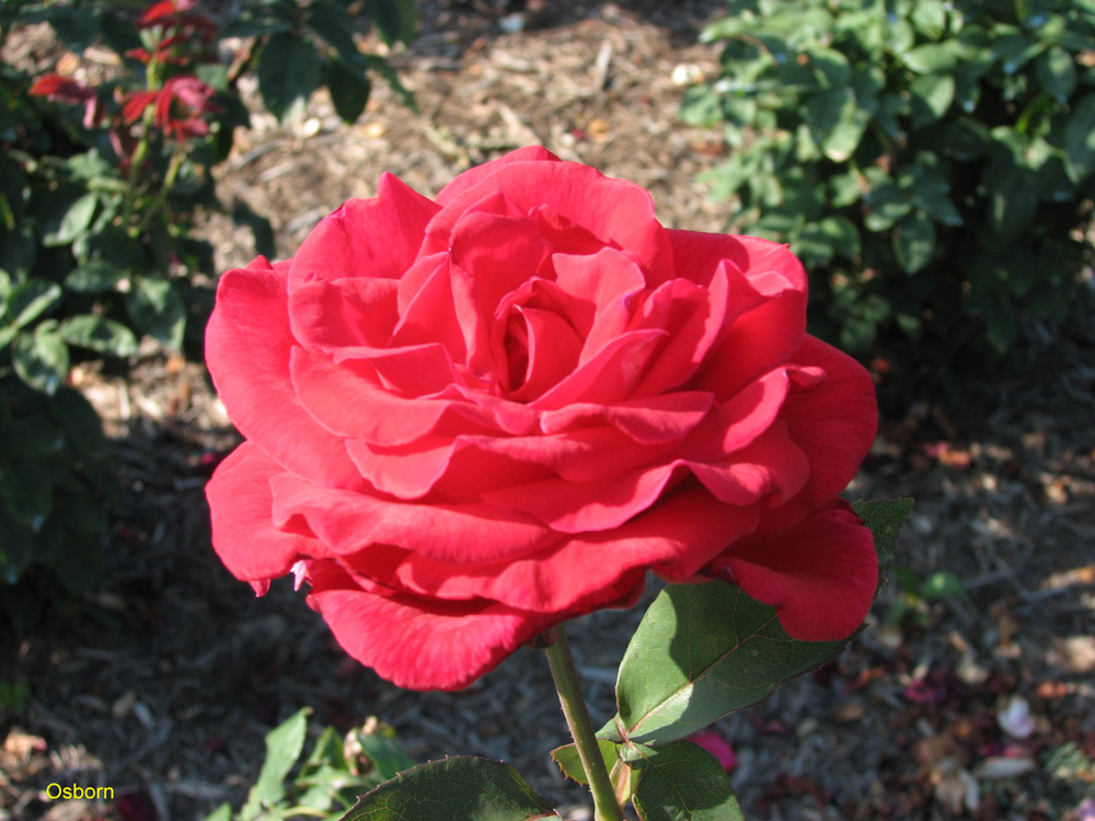 Rosa 'Chrysler Imperial' / Chrysler Imperial Rose