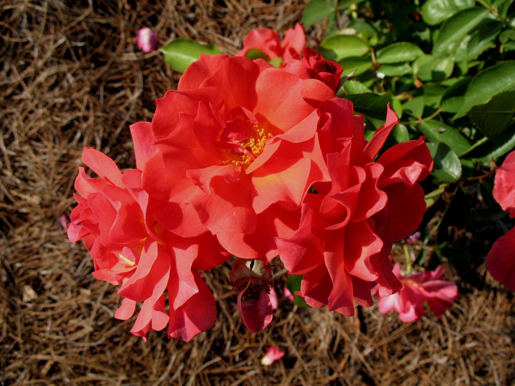 Rosa 'Cinco de Mayo' / Cinco de Mayo Rose