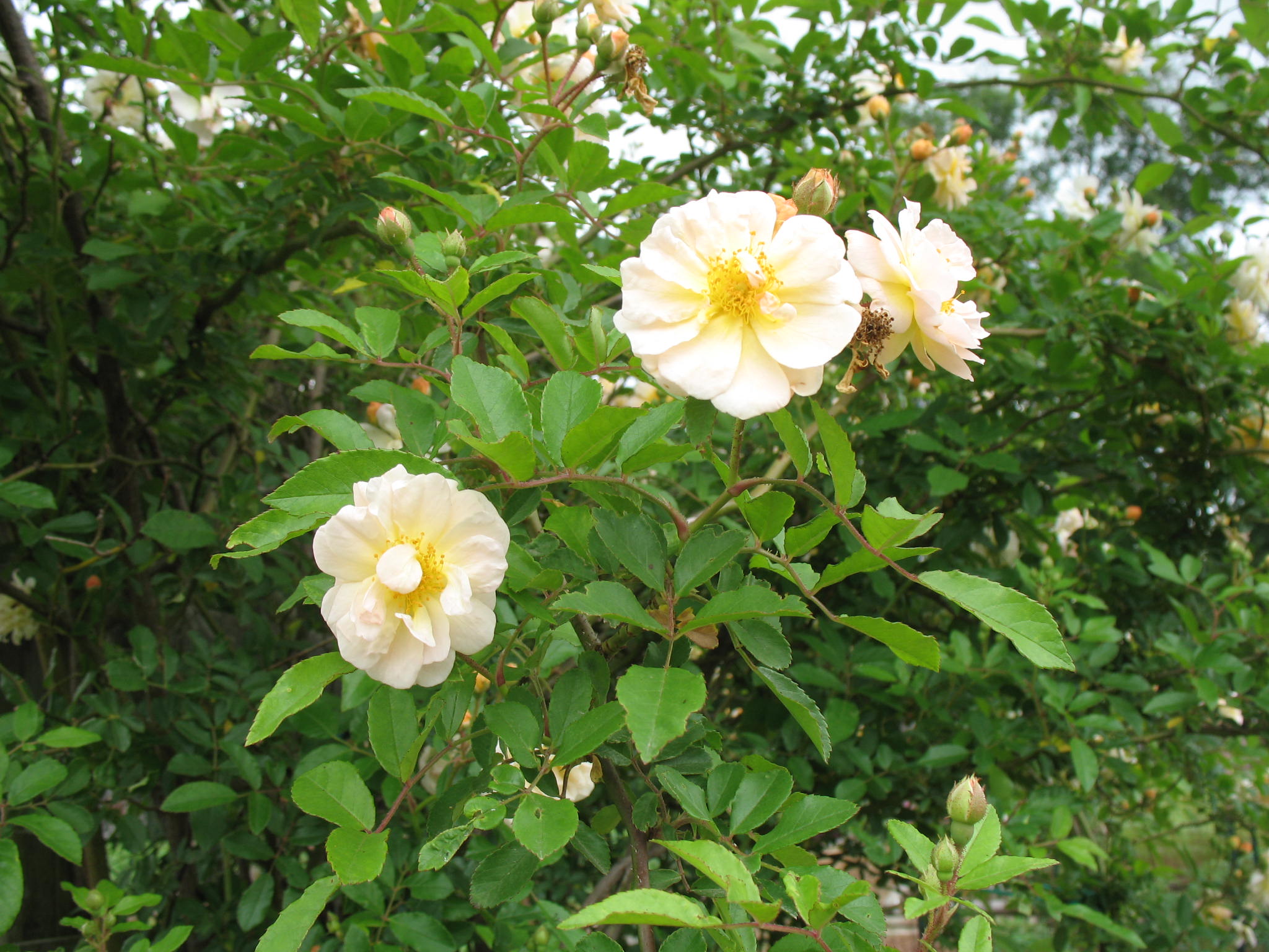 Rosa 'Ghislaine de Féligonde' / 