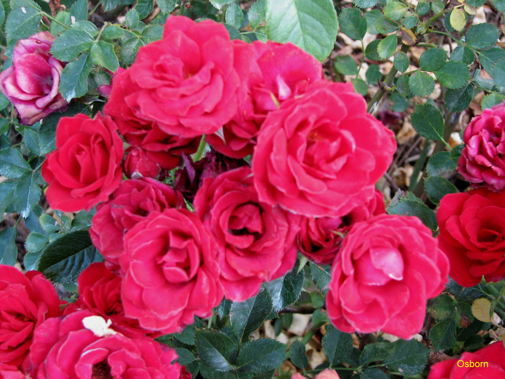 Rosa 'Sorcerer' / Sorcerer Rose