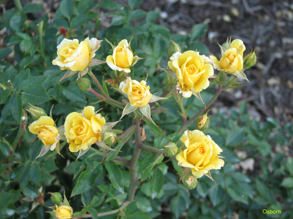 Rosa 'Rise 'n' Shine'  / Rise 'n' Shine Rose