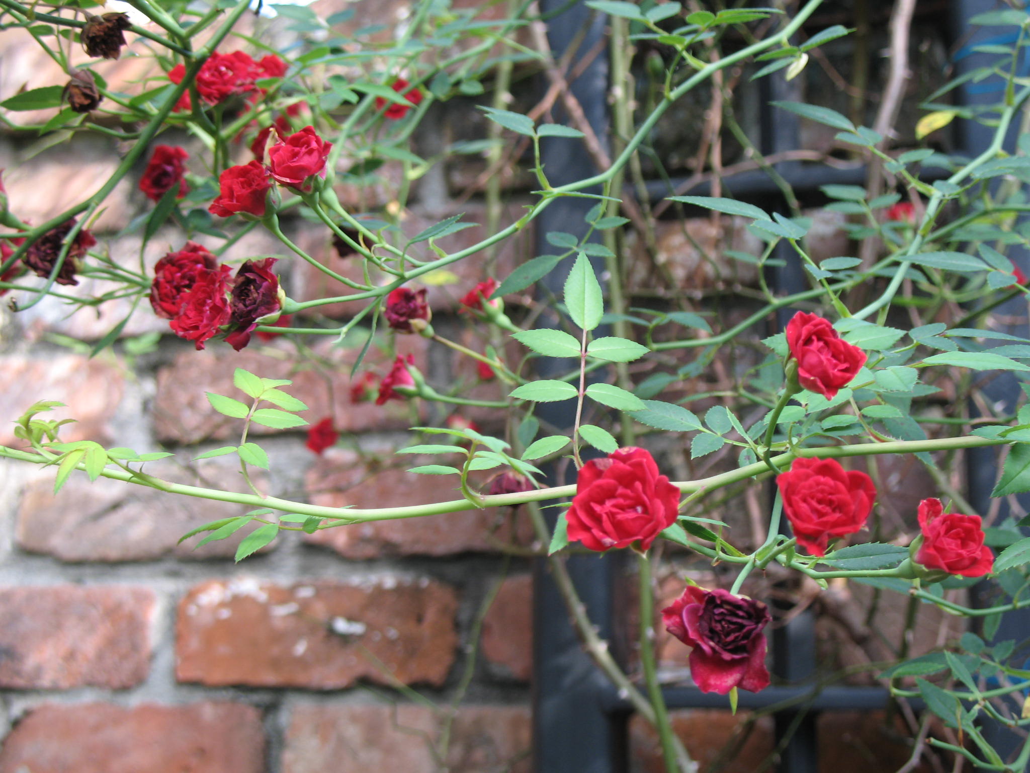 Rosa 'Red Cascade'  / Rosa 'Red Cascade' 