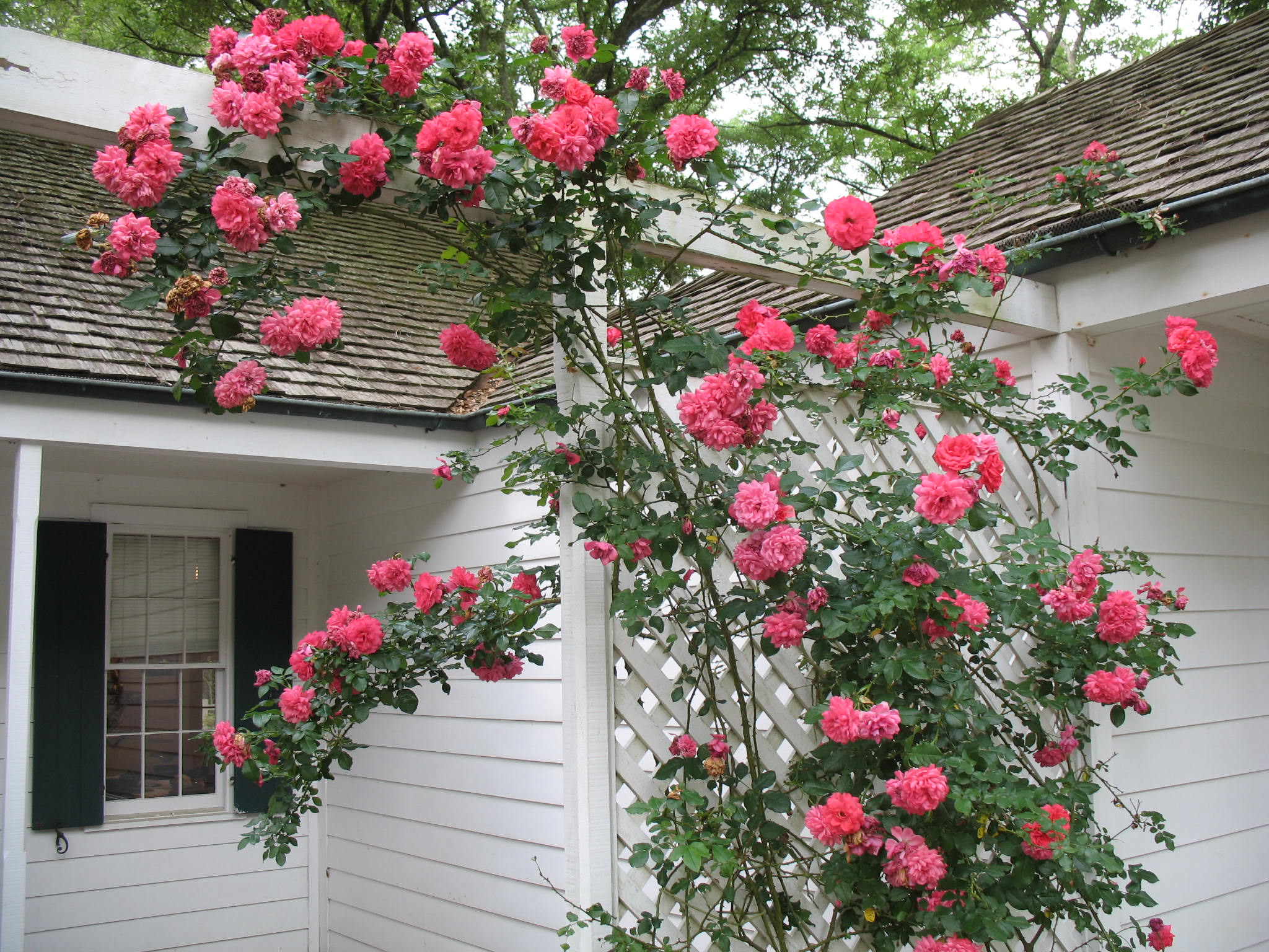 Rosarium Uetersen / Uetersen Rose