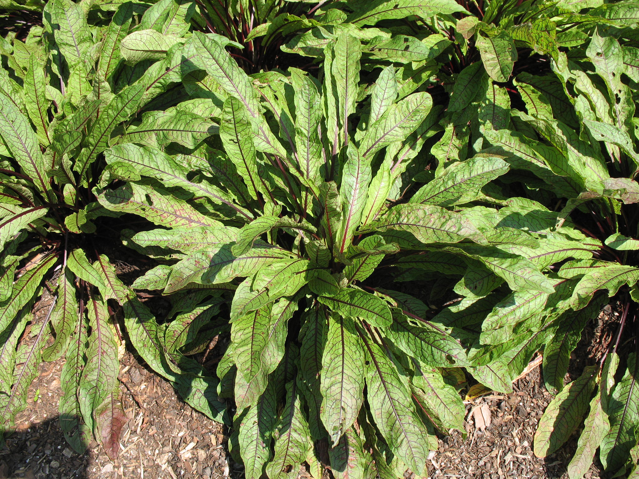 Rumex acetosa / Garden Sorrel