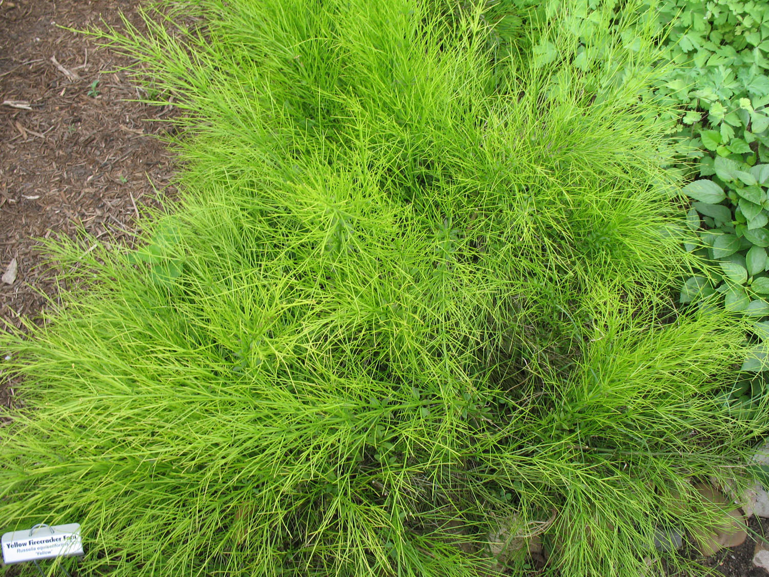 Russelia equisetiformis 'Yellow'  / Yellow Firecracker Fern