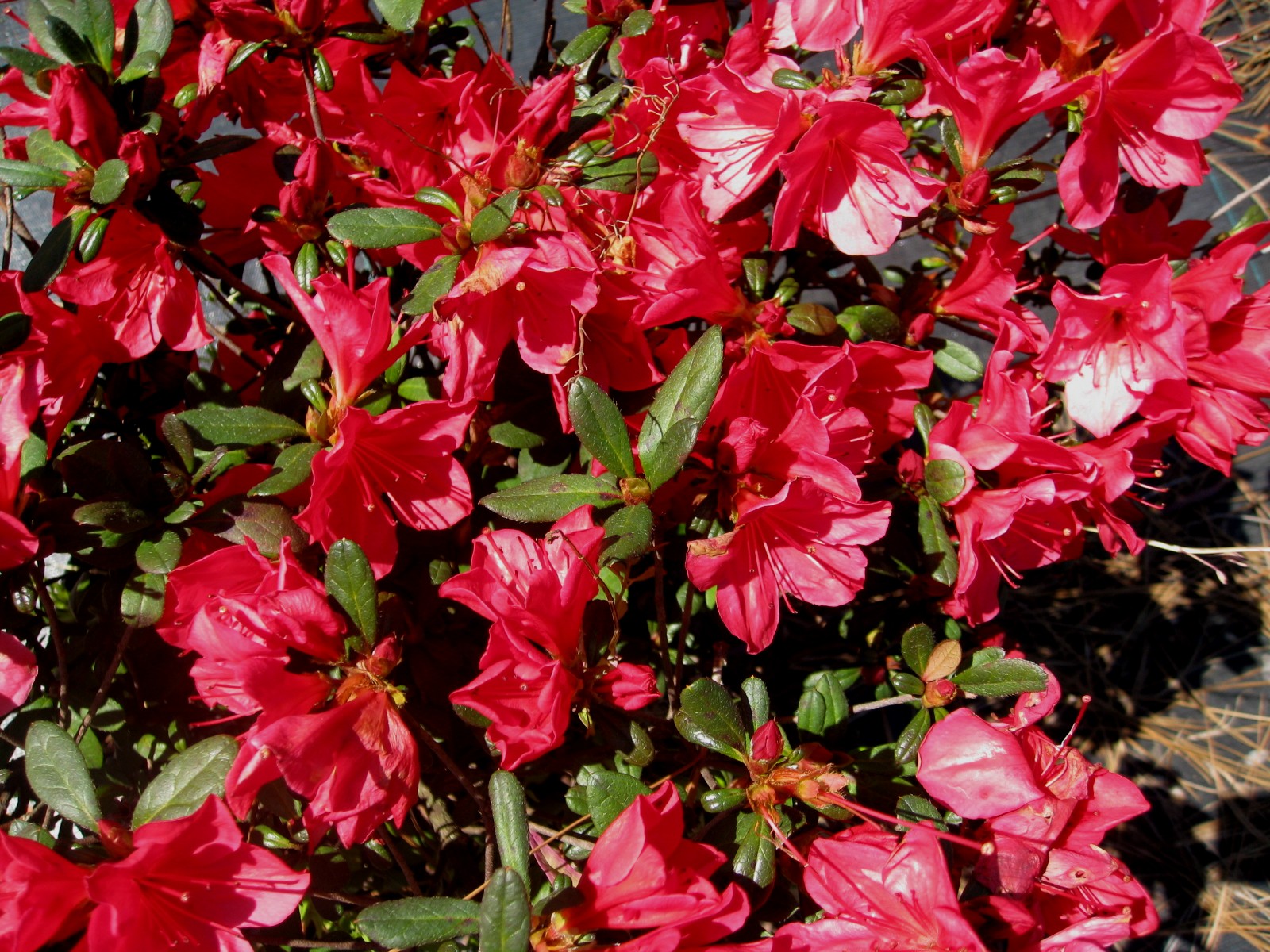 Rhododendron 'Arabesque'  / Rhododendron 'Arabesque' 