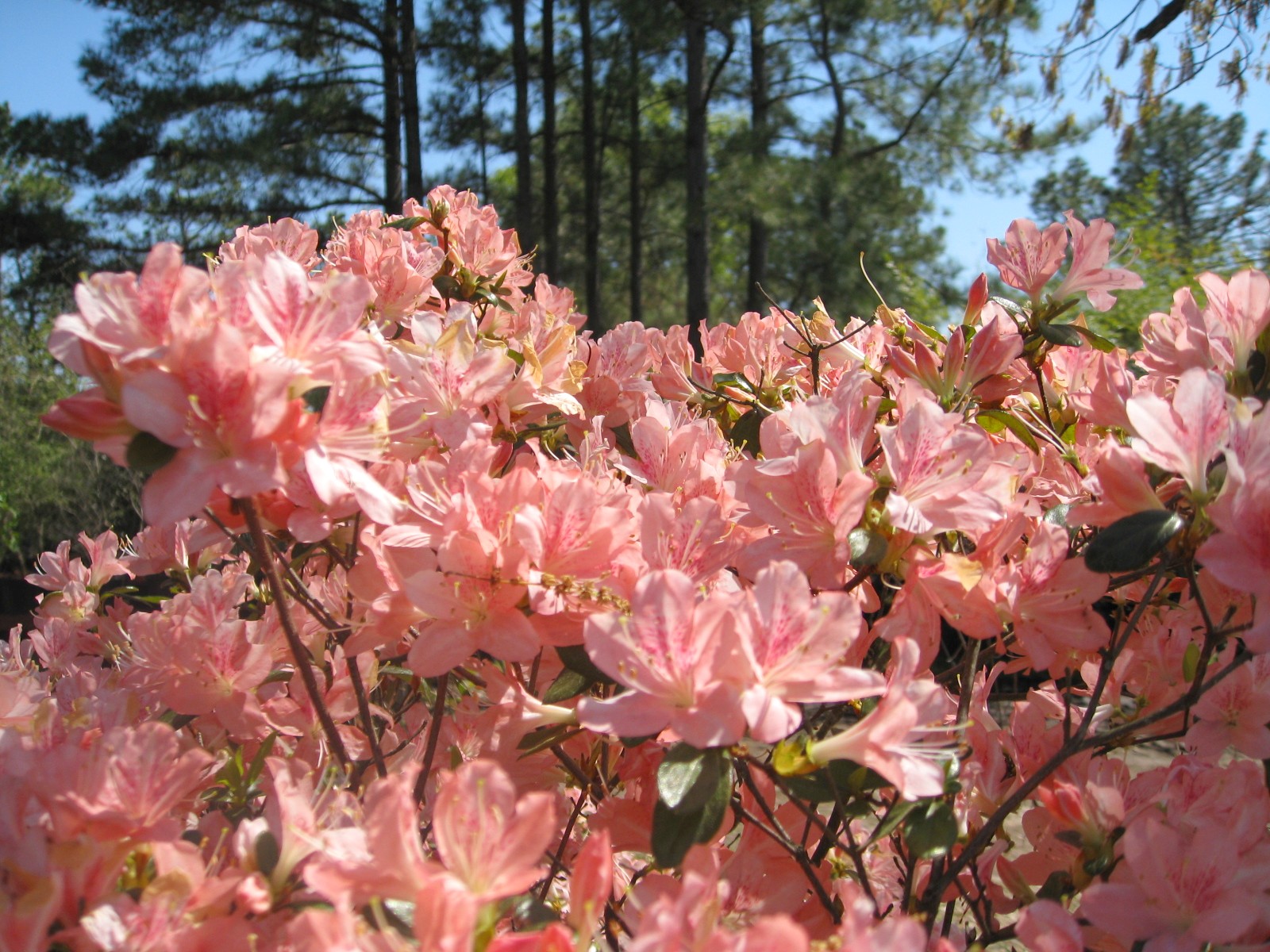Rhododendron obtusum 'Peach Blow' / Peach Blow Kurume Azalea