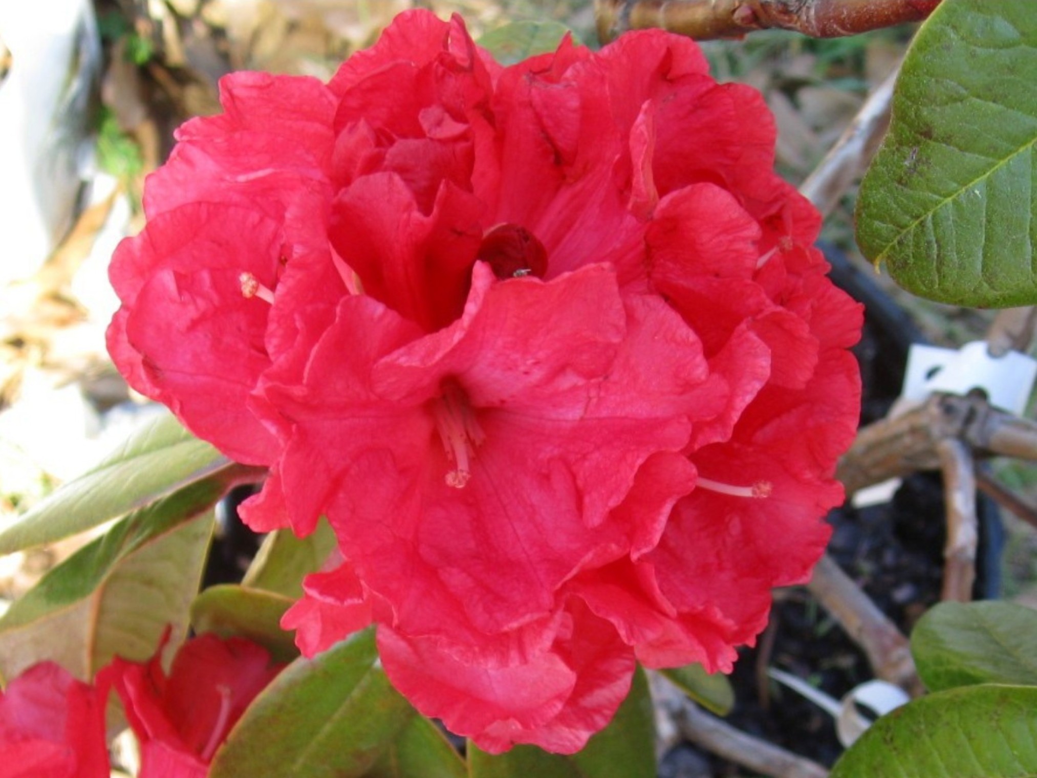 Rhododendron 'Noyo Chief' / Rhododendron 'Noyo Chief'