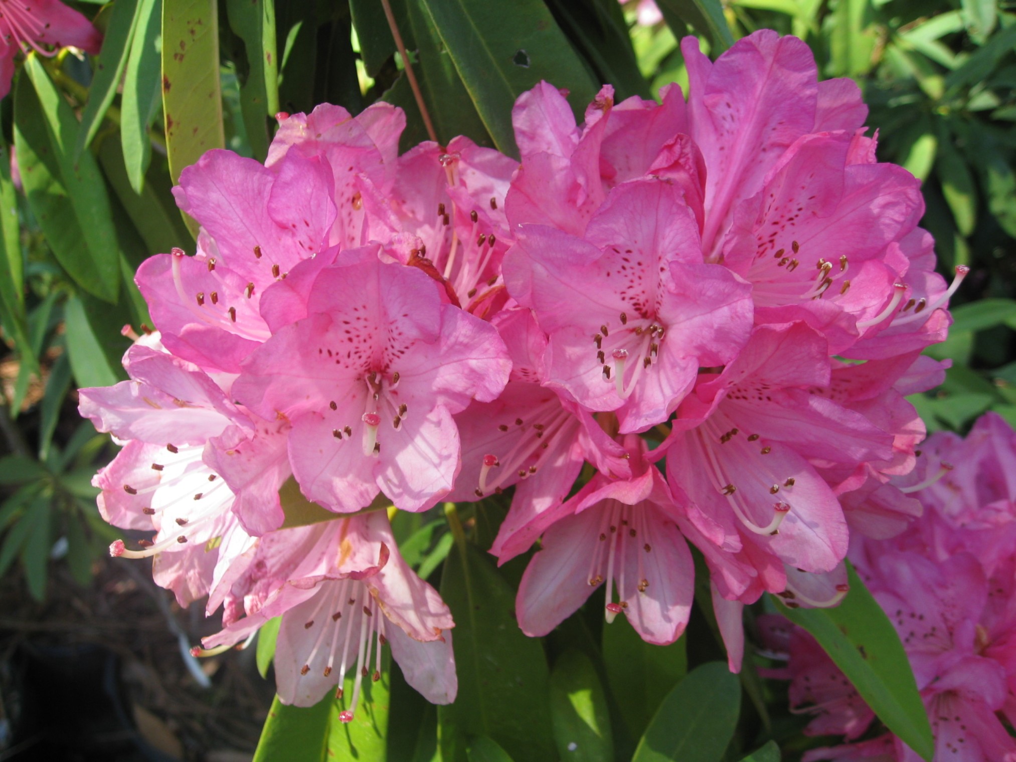 Rhododendron 'Sir Robert Peel' / Rhododendron 'Sir Robert Peel'