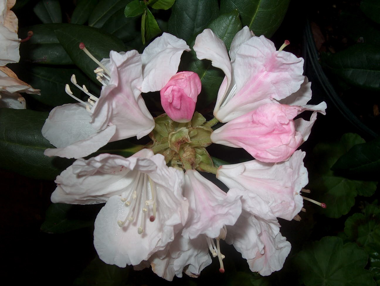 Rhododendron x 'Charles Loomis' / Charles Loomis Rhododendron