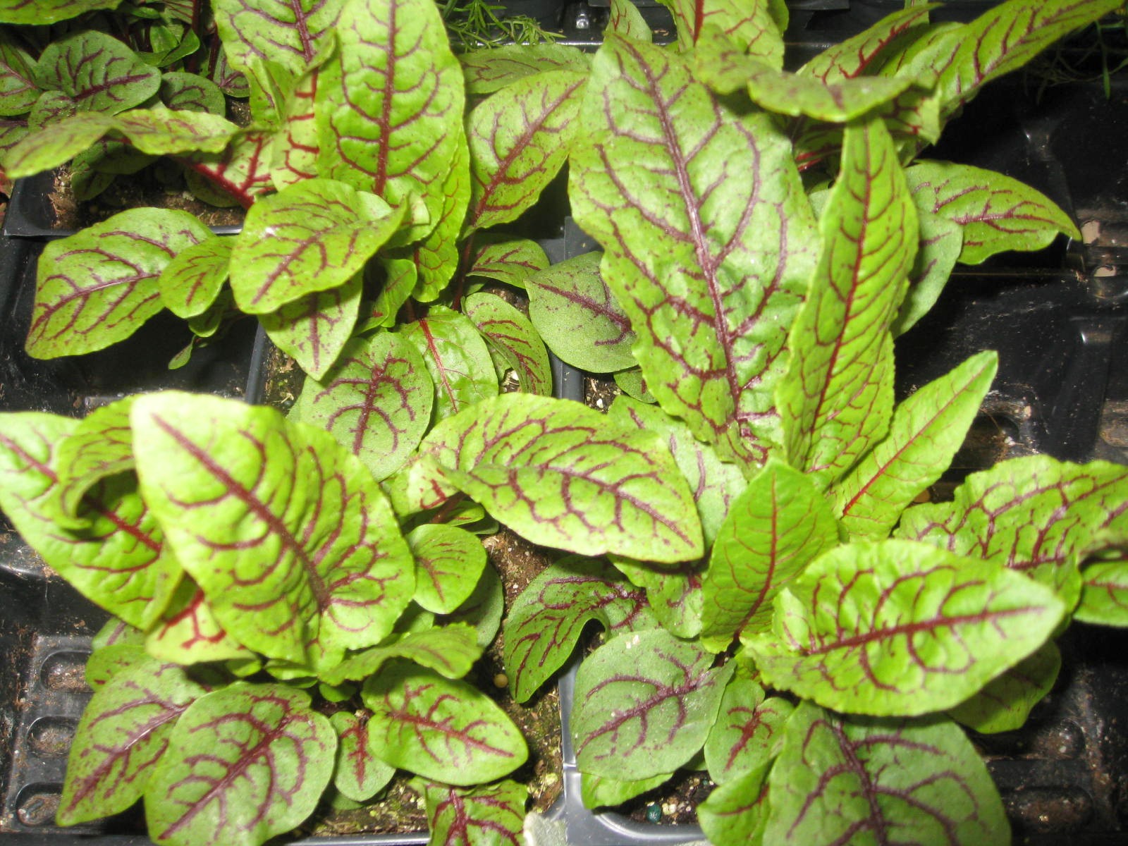 Rumex sanguineus  / Red Veined Sorrel or Bloody Dock