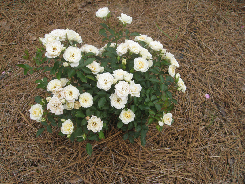 Rosa hybrida 'Sunblaze' / Rosa hybrida 'Sunblaze'