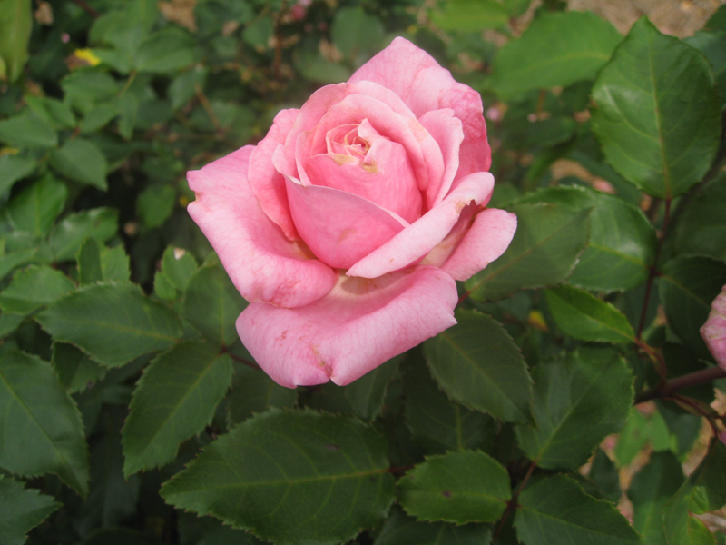Rosa hybrida / Earth-Kind Roses