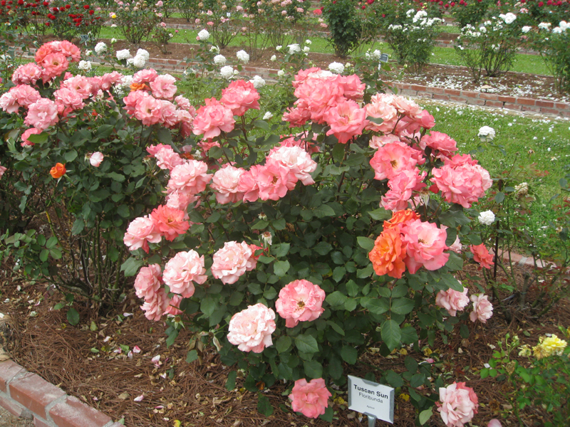 Rosa  floribunda 'Tucson Sun' / Tucson Sun Rose