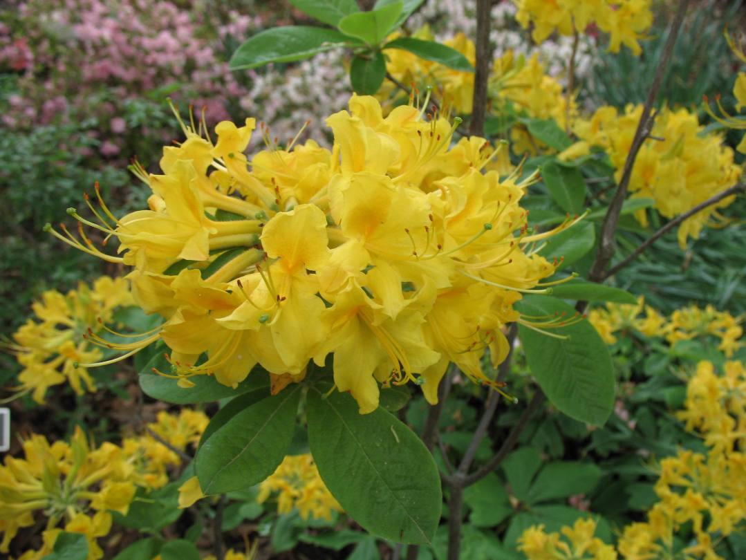 Rhododendron 'Aromi  Sunny-side-up' / Aromi Sunny-side-up Azalea