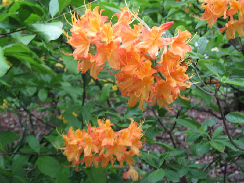 Rhododendron 'Aromi Sunrise'                                                                              Rhododendron 'Aromi Sunrise'                                                              Arom / Aromi Sunrise Azalea