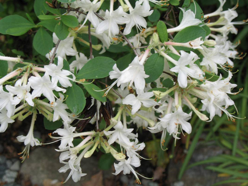 Rhododendron atlanticum  / Coastal Azalea