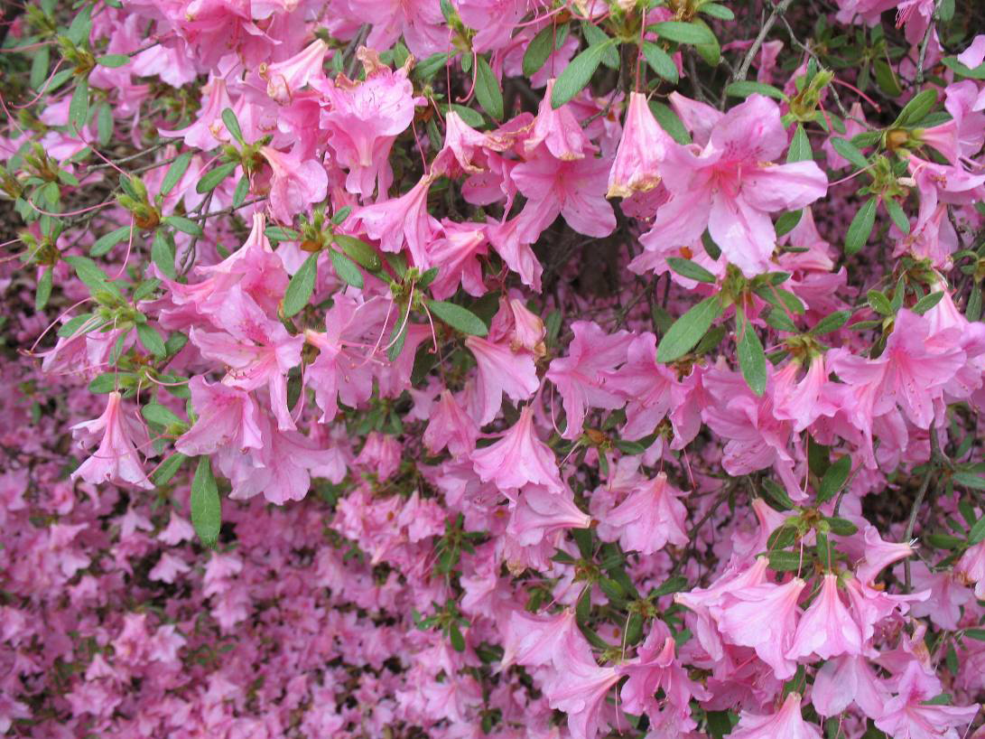 Rhododendron 'Allure' / Allure Azalea