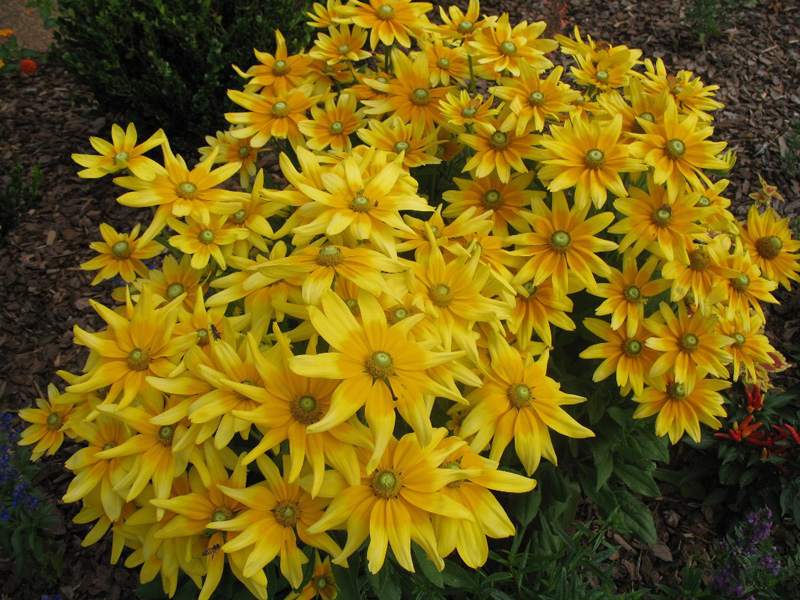 Rudbeckia hirta 'Prairie Sun'. / Rudbeckia hirta 'Prairie Sun'.