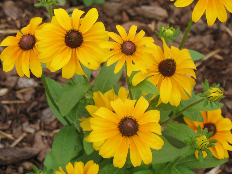 Rudbeckia 'TigerEye Gold'    / Rudbeckia 'TigerEye Gold'   
