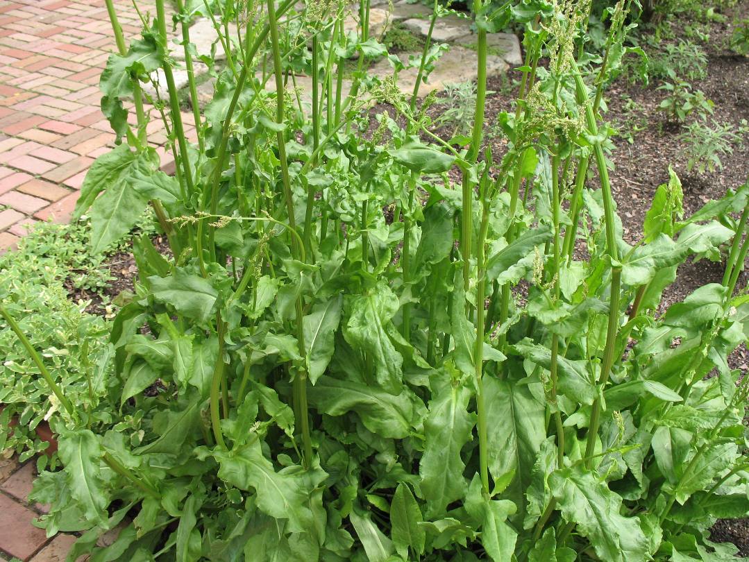 Rumex acetosa   / Garden Sorrel, French Sorrel