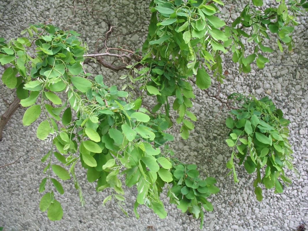 Robinia pseudoacacia 'Lace Lady' Twisted Baby / Robinia pseudoacacia 'Lace Lady' Twisted Baby