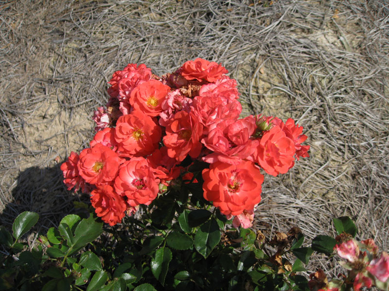 Rosa 'Meijocos' / Drift Rose Series