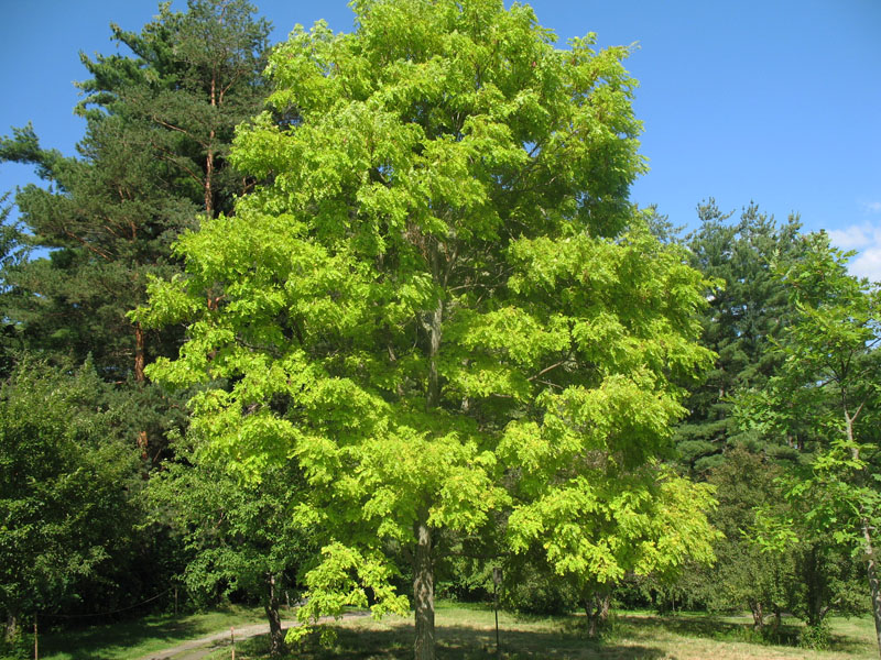 Robinia pseudoacacia 'Frisia'  / Robinia pseudoacacia 'Frisia' 