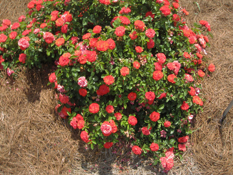 Rosa hybrida 'Drift' / Drift Rose Series