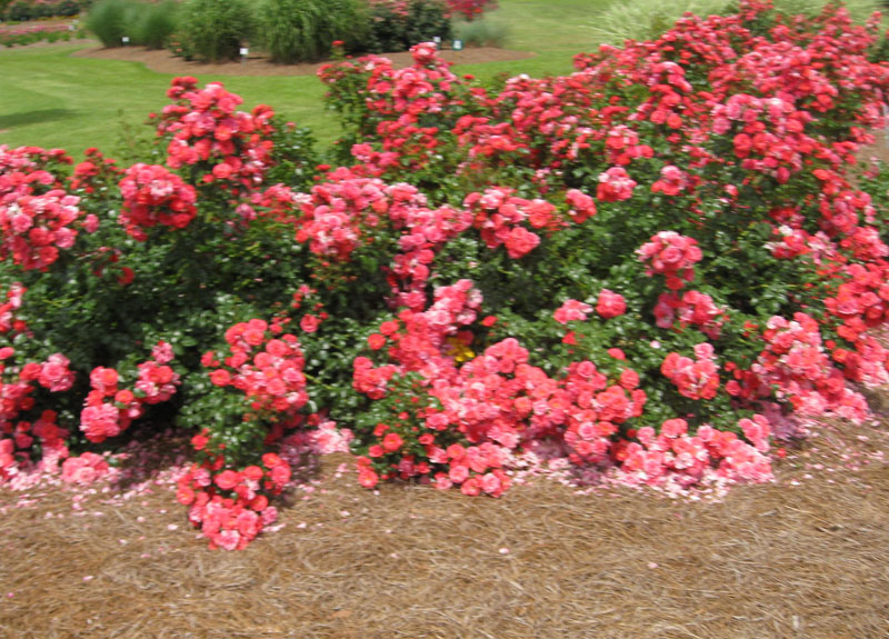 Rosa hybrida 'Carefree Celebration' / 'Carefree Celebration Rose