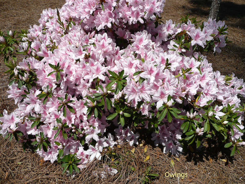 Rhododendron indicum 'Republic of West Florida' / Republic of West Florida Azalea