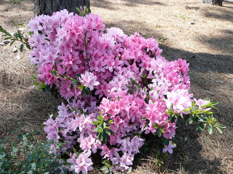 Rhododendron indicum 'North Lake Beauty' / North Lake Beauty Azalea