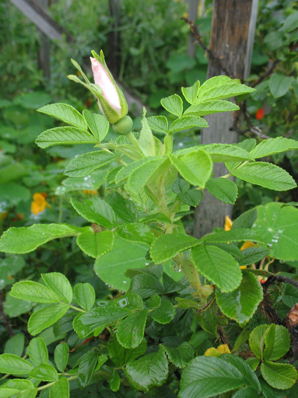 Rosa rugosa alba 'Oscar Selmer' / Oscar Selmer Japanese Rose