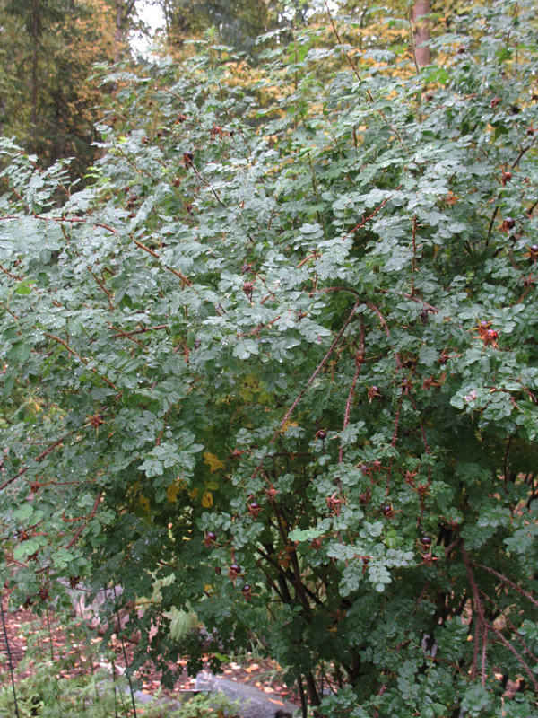 Rosa spinosissima 'Scotch Rose' / Rosa spinosissima 'Scotch Rose'