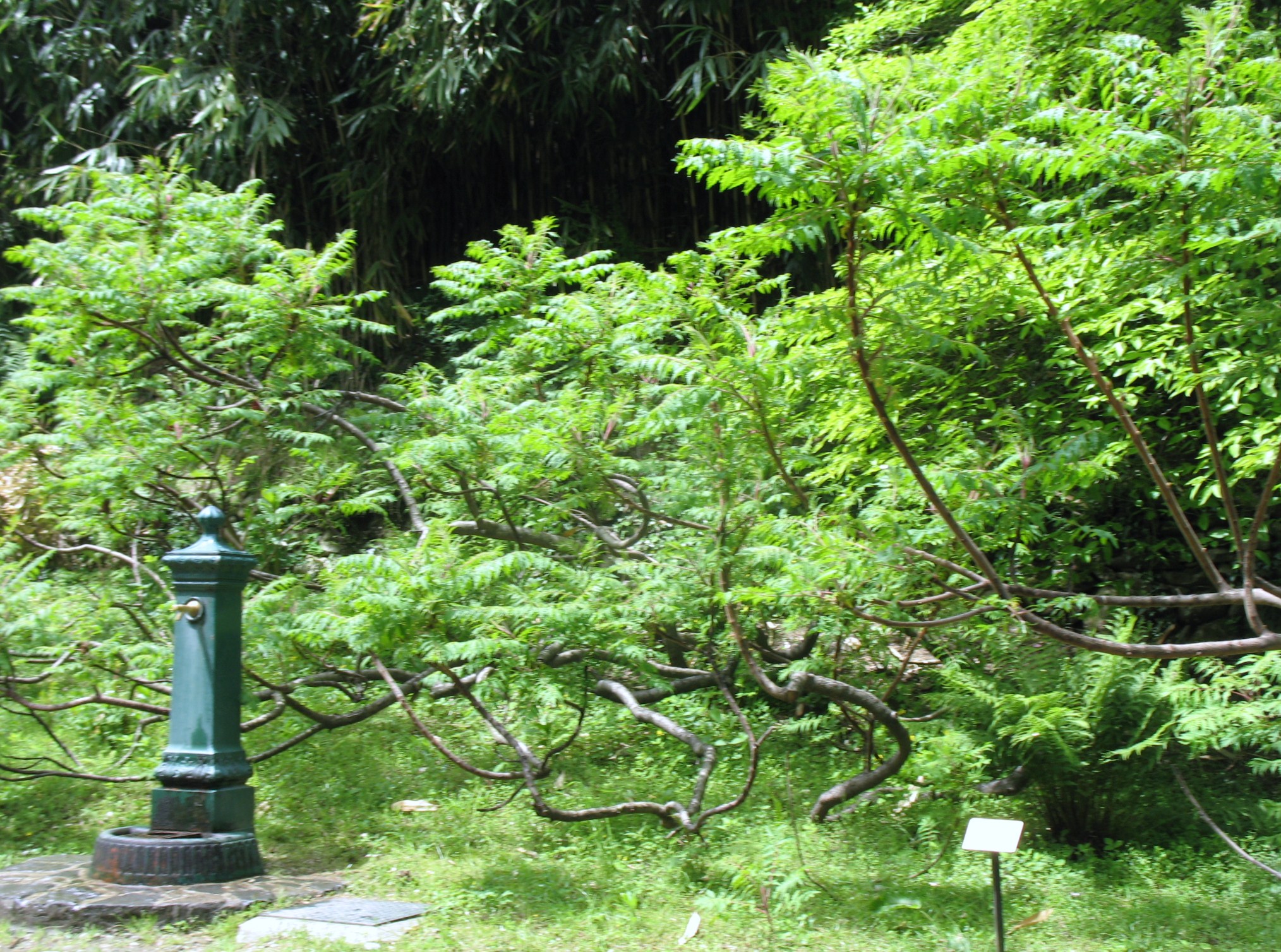 Rhus x pulvinata / Rhus x pulvinata