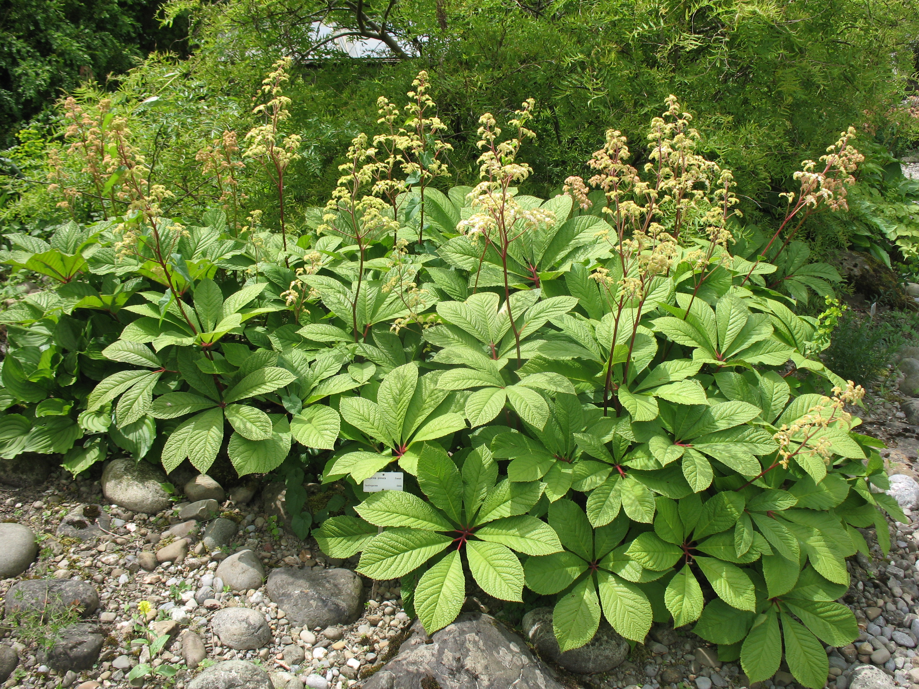 Rodgersia pinnata / Featherleaf Rodgersisa, Rodgers Flower, Rodgersisa