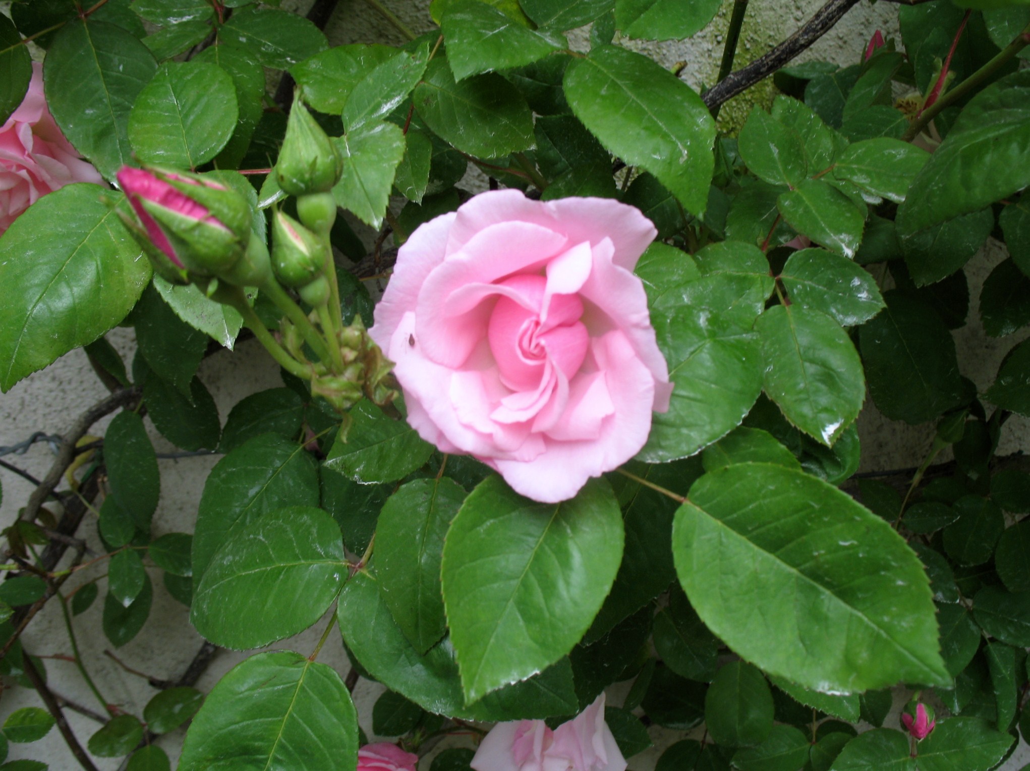 Rosa 'Kathleen Harrop' / Kathleen Harrop Rose