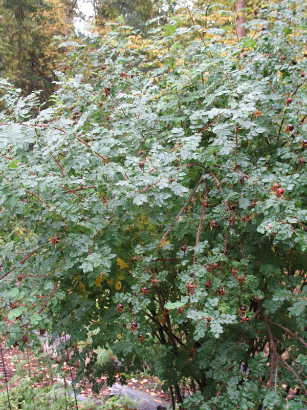 Online Plant Guide - Rosa spinosissima 'Scotch Rose' / Scotch Rose