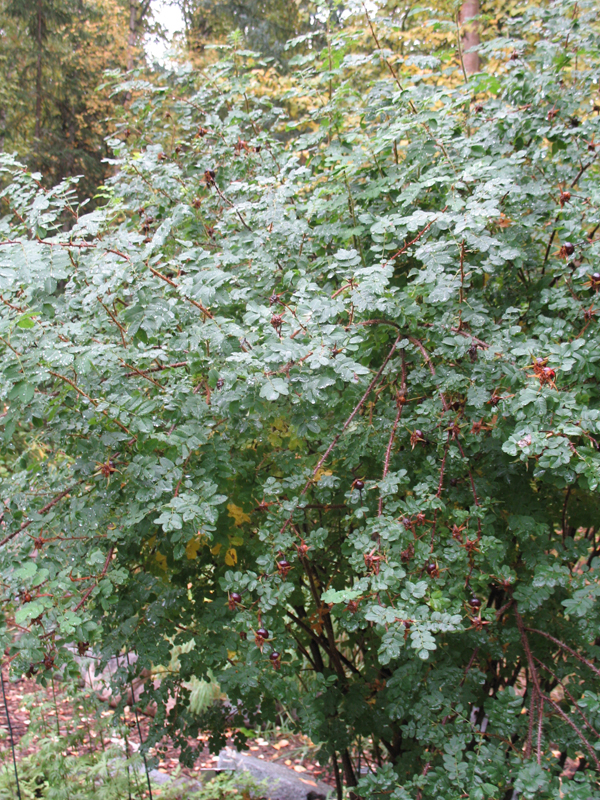 Rosa spinosissima 'Scotch Rose'   / Scotch Rose, Black Hip Rose