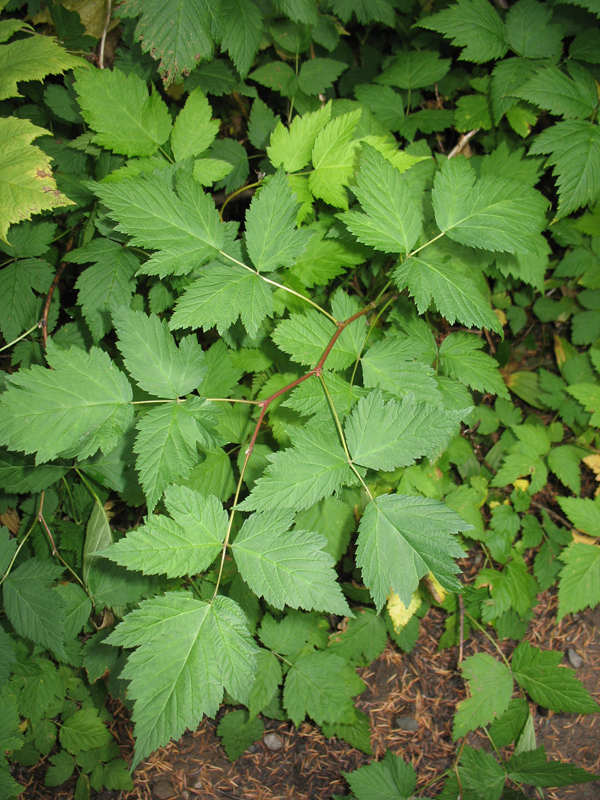 Rubus spectabilis   / Salmonberry