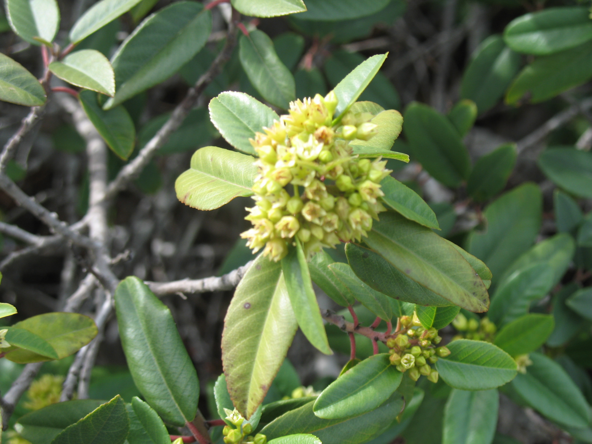 Rhamnus crocea / Redberry, Redberry Buckthorn