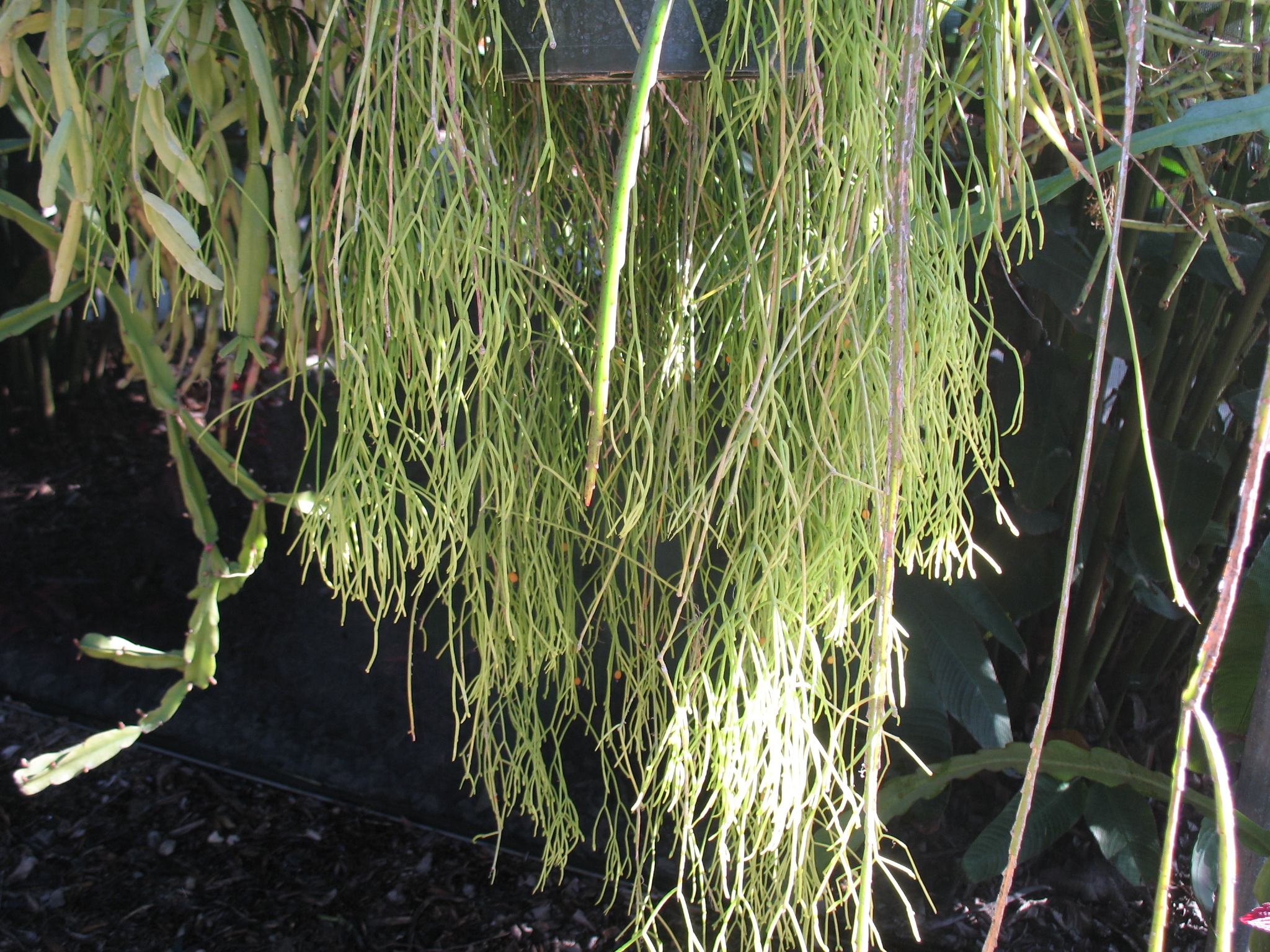 Rhipsalis burchelli / Rhipsalis